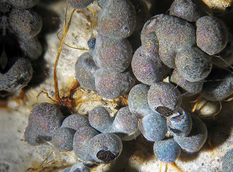 Badhamia da gioielleria...